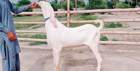 bakra for sale Call Me+/03460421993