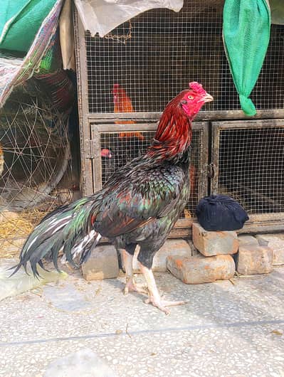 Lakha Muskha Breeder Aseel