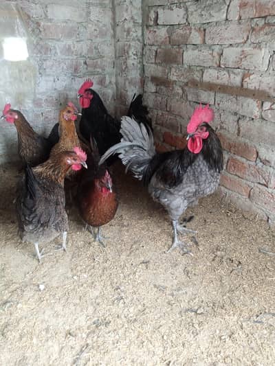 desi murgian 03209745706