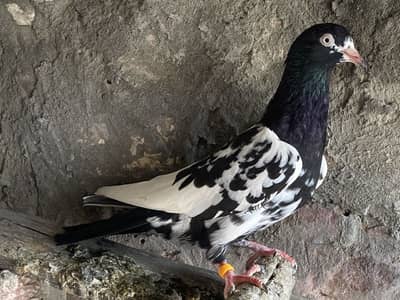 Rampuri female for sale