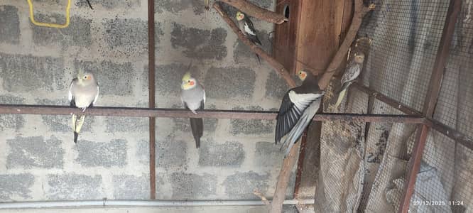 cocktail single and pair