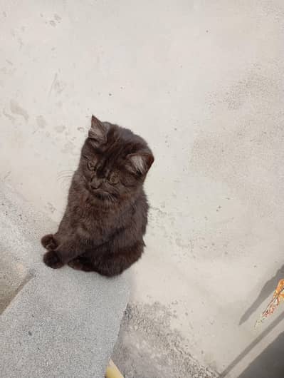 Special Beautiful Kitten for Sale with amazing playfull personality.