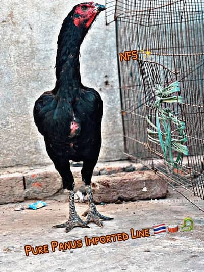 Panus Neck Folding Madi Available