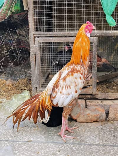 Beautiful Young Aseel