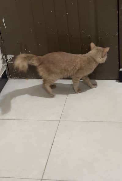 Persion male cat full train