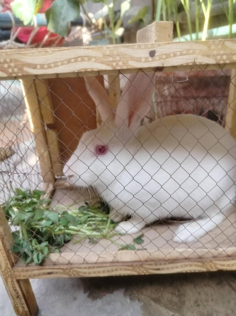 Rabbit  2