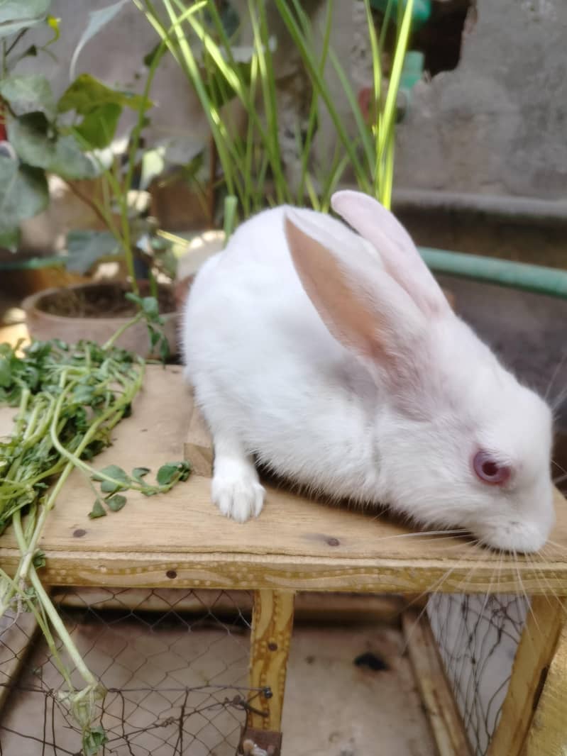 Rabbit  3