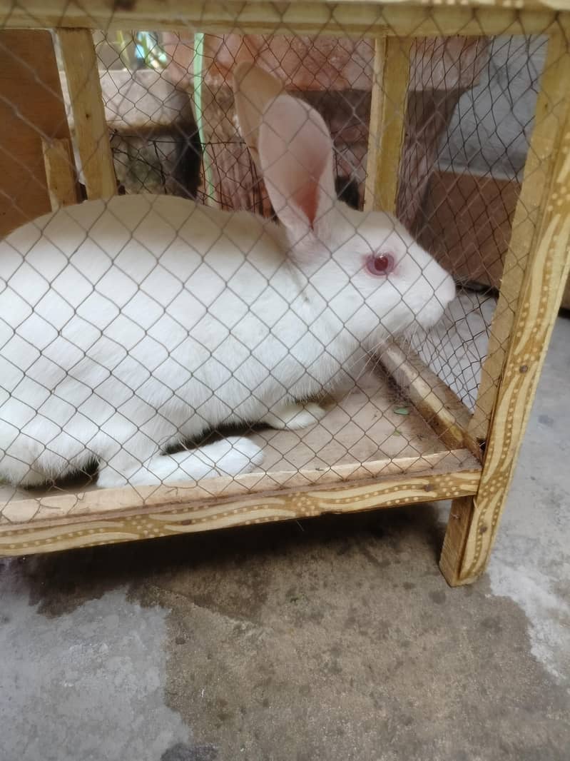 Rabbit  4
