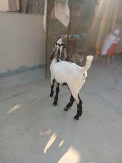 Goat|Bakra