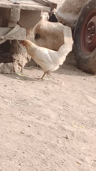 Ghar Ki Pali howi Hain Azad