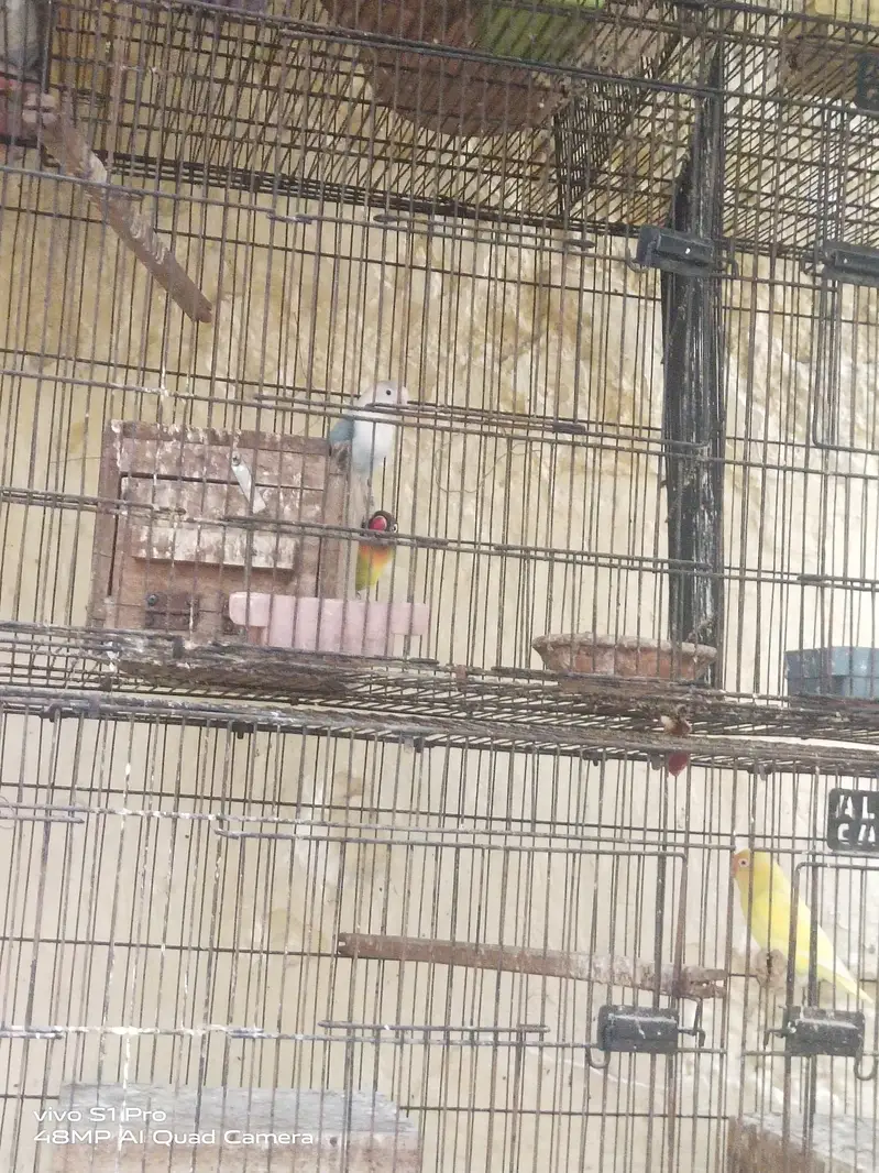 Khubsoort love birds Har qisam ki 100%granty h — photo 7