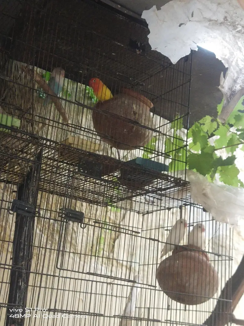 Khubsoort love birds Har qisam ki 100%granty h — photo 8