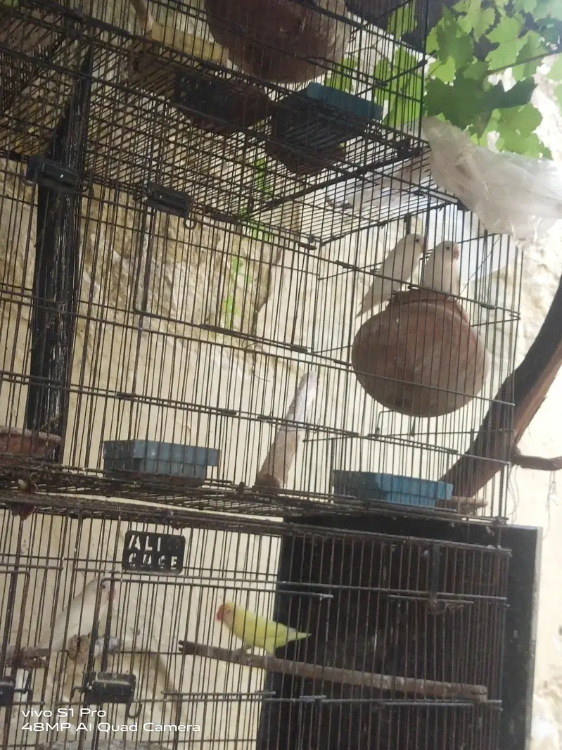 Khubsoort love birds Har qisam ki 100%granty h — photo 9