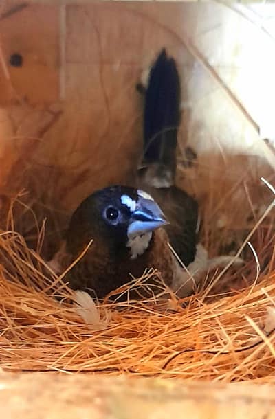 Banglise 6 pair 3 ka set hai 1 by 1 lagy hn all sale 03222088869