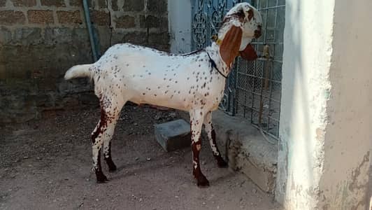 makhacheeni Bakra