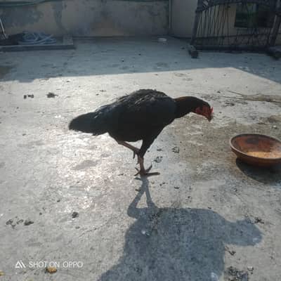 female Thai and Pakistani crass aseel for sale