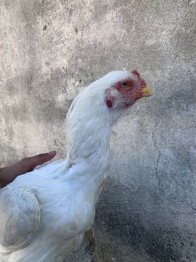 Qandhari Parrot Beak Heera double body Madi for sale