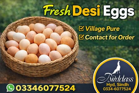 Fresh Desi Eggs || fully Organic eggs