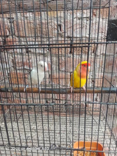 male and female lovebird agar kasa bhi na Lani ha to rabta  Kara