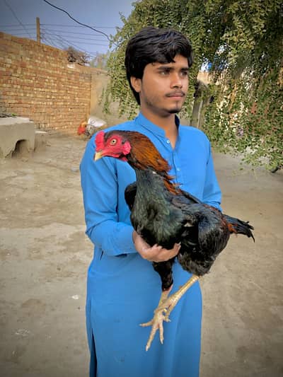 Lakha king aseel forsale shokeen rabta karein whatsap num 03204610031