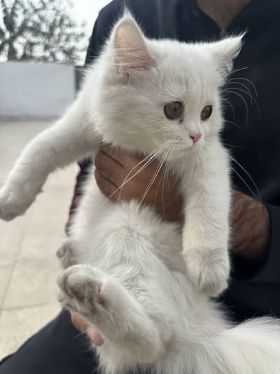 Persian kitten 3 M Old super white color triple coat