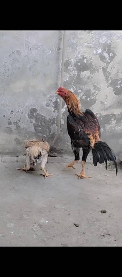 set up For sale | Shamo pathi | Shamo |