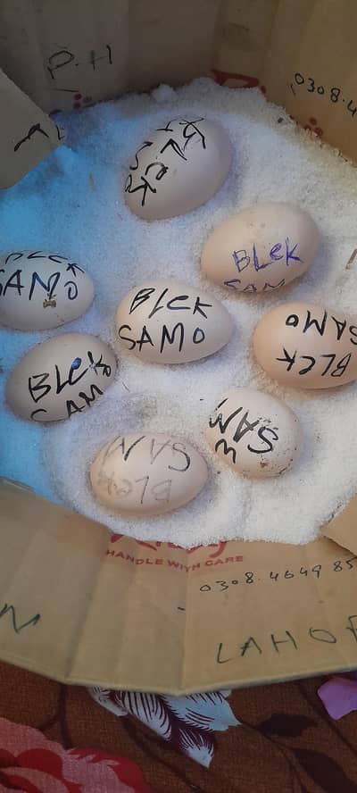 shamo and thaiii  eggs and chiks available