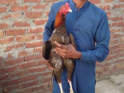 Aseel mianwali Saleta Aseel