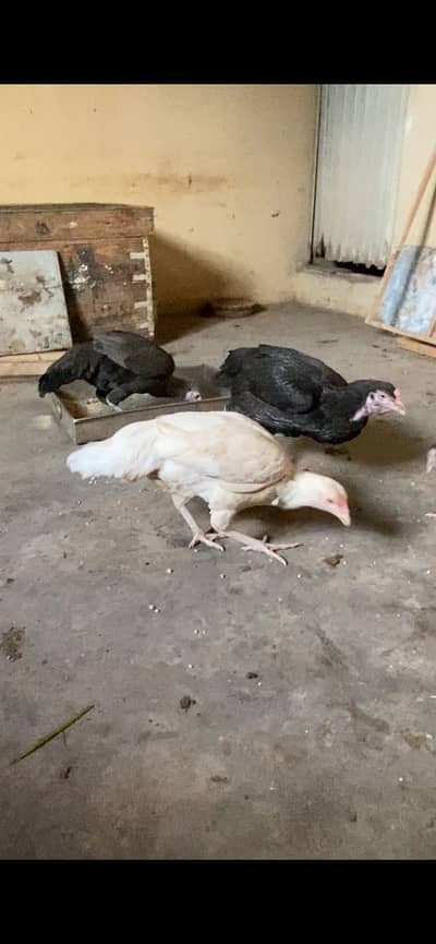 Aseel hens and Australorp pair forsale WhatsApp 03072200443