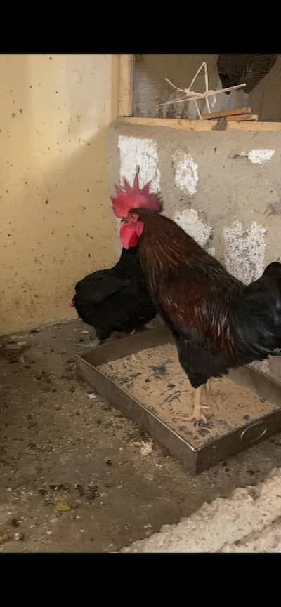 Australorp pair forsale WhatsApp 03072200443