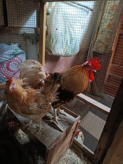 Egg laye hen and rooster for sell
