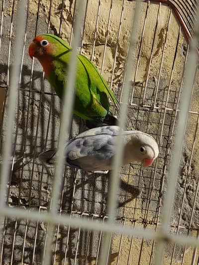 love birds breder pair for sale multan Block V Rs. 2500