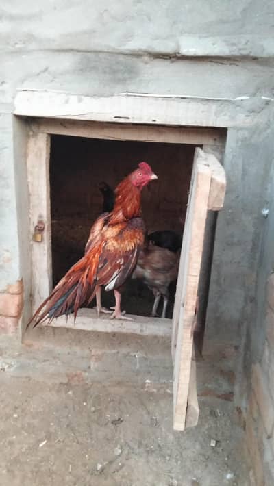 High quality Aseel mianwale peela patha for sale