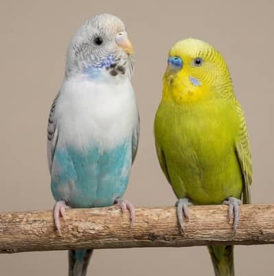 Beautiful Australian Budgies Pair