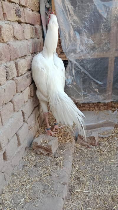 Heera and color chicks