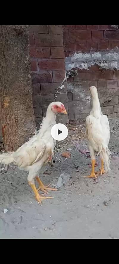 white Shamo for sale