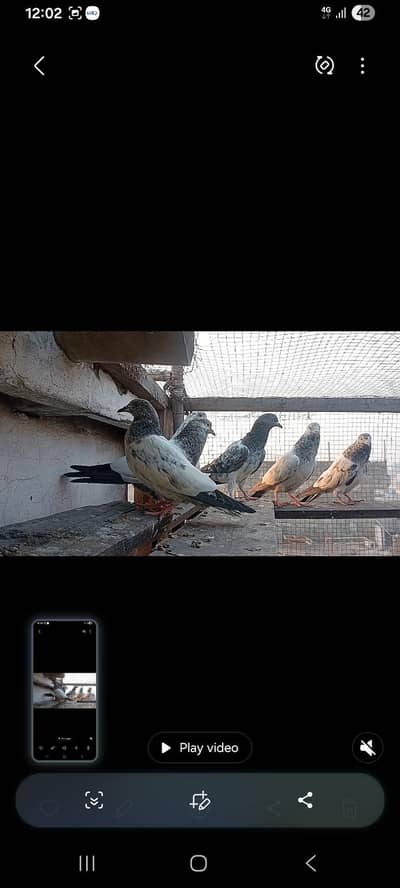 baby peigons 03070477515