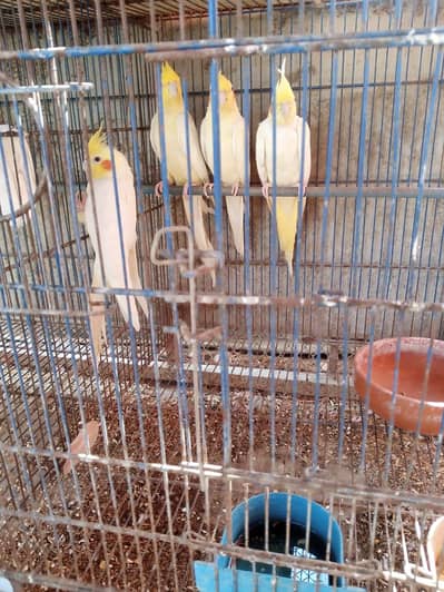 Cream cocktail for sale