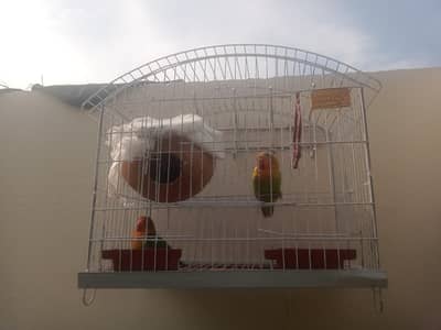 birds And Cage