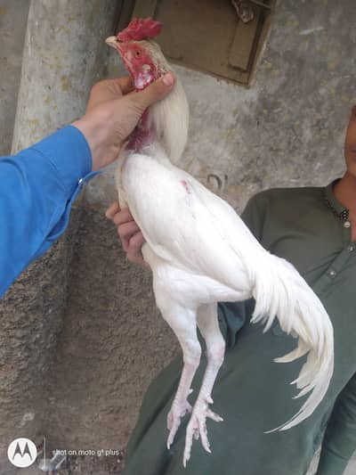 paper white heera aseel