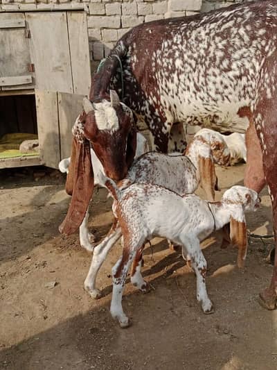 3 Bacchon Ka Sath Desi Bakri For Sale √ call/ me_03460423873