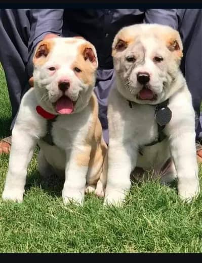 Alabai dog | Kurdish kangal | Afghan Kochi Pair |security dog for sal