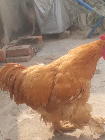 2 GOLDEN BUFF MALE. . . . FULL SIZE