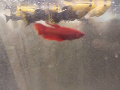 Betta Red Female Available