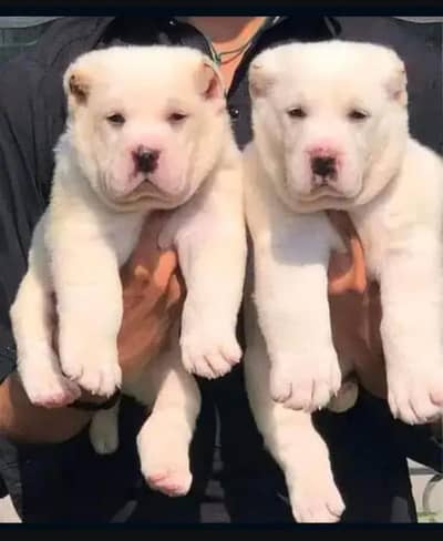 Alabai dog | Kurdish kangal | Afghan Kochi Pair |security dog for sal
