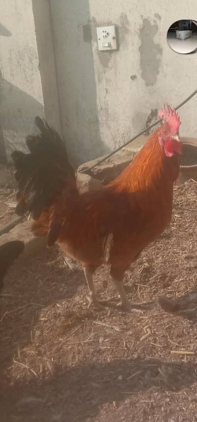 Desi/ Misri Cock