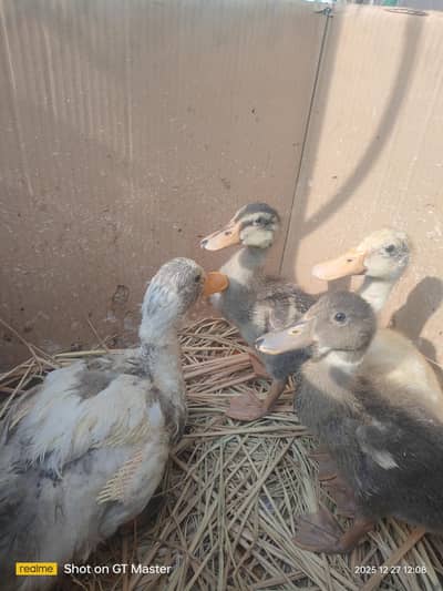 4 ducks 3 duck  1.5 month 1 duck 3 month