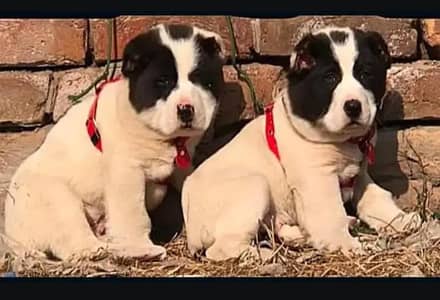 Alabai dog | Kurdish kangal | Afghan Kochi Pair |security dog for sal