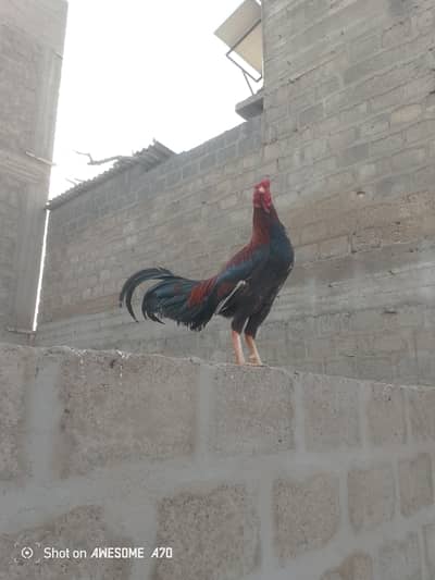 aseel lakha full size