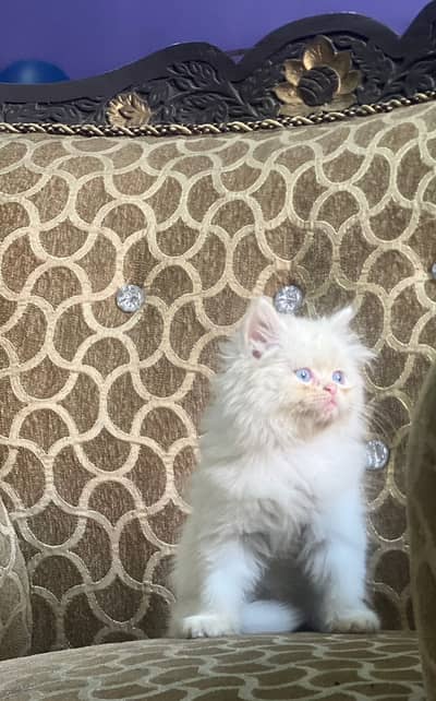 White trippl coat kitten
